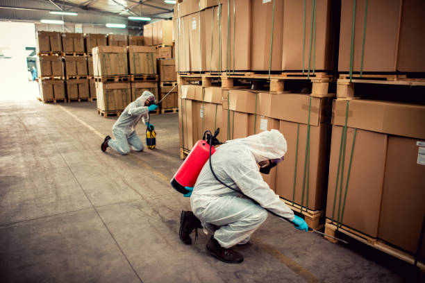 Best Termite Control Services  in Superior, CO