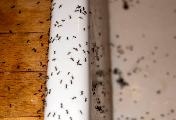 Best Affordable Pest Control Services  in Superior, CO