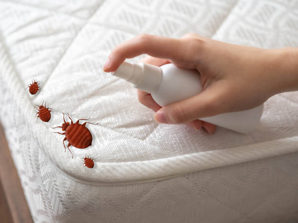 Best Local Pest Control Services  in Superior, CO
